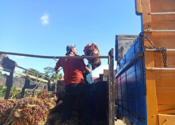 Harga Kelapa Sawit Anjlok, Pengusaha Berencana Bangun Pabrik Mini di Aceh Utara