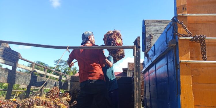 Harga Kelapa Sawit Anjlok, Pengusaha Berencana Bangun Pabrik Mini di Aceh Utara