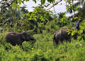 Gajah Liar Masih Berkeliaran di Kawasan Pintu Rime Gayo, Tim Petugas Sudah Beranjak Pergi