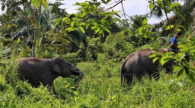 Gajah Liar Masih Berkeliaran di Kawasan Pintu Rime Gayo, Tim Petugas Sudah Beranjak Pergi