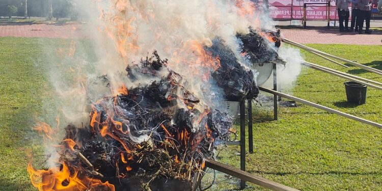 HUT Bhayangkara ke-79, Polres Aceh Utara Bakar 73 Kg Ganja dan Hancurkan Sabu