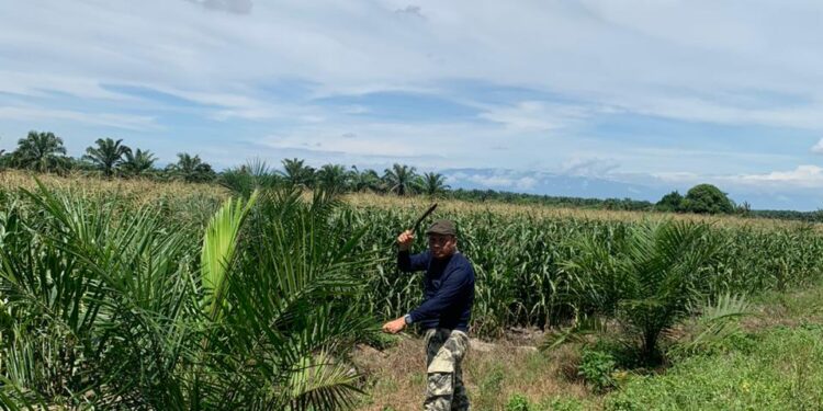 Dukung Program Presiden Prabowo, Ketua JMSI Aceh Utara – Lhokseumawe Tanam 10 Hektar Jagung