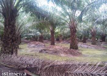 Dugaan Maladministrasi PT Wajar Corpora dan PT Beurata Maju: PAD Tak Disetor 8 Tahun, Tunggakan Pajak Rp 2 Miliar