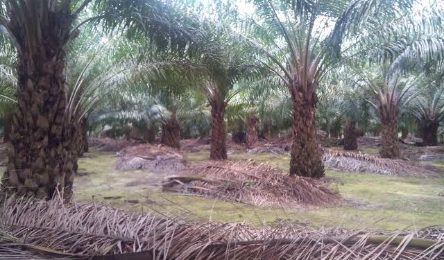 Dugaan Maladministrasi PT Wajar Corpora dan PT Beurata Maju: PAD Tak Disetor 8 Tahun, Tunggakan Pajak Rp 2 Miliar