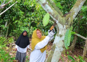 Potret Tangguh Perempuan Kepala Keluarga di Utara Sumatra