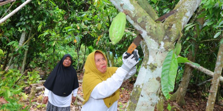 Potret Tangguh Perempuan Kepala Keluarga di Utara Sumatra
